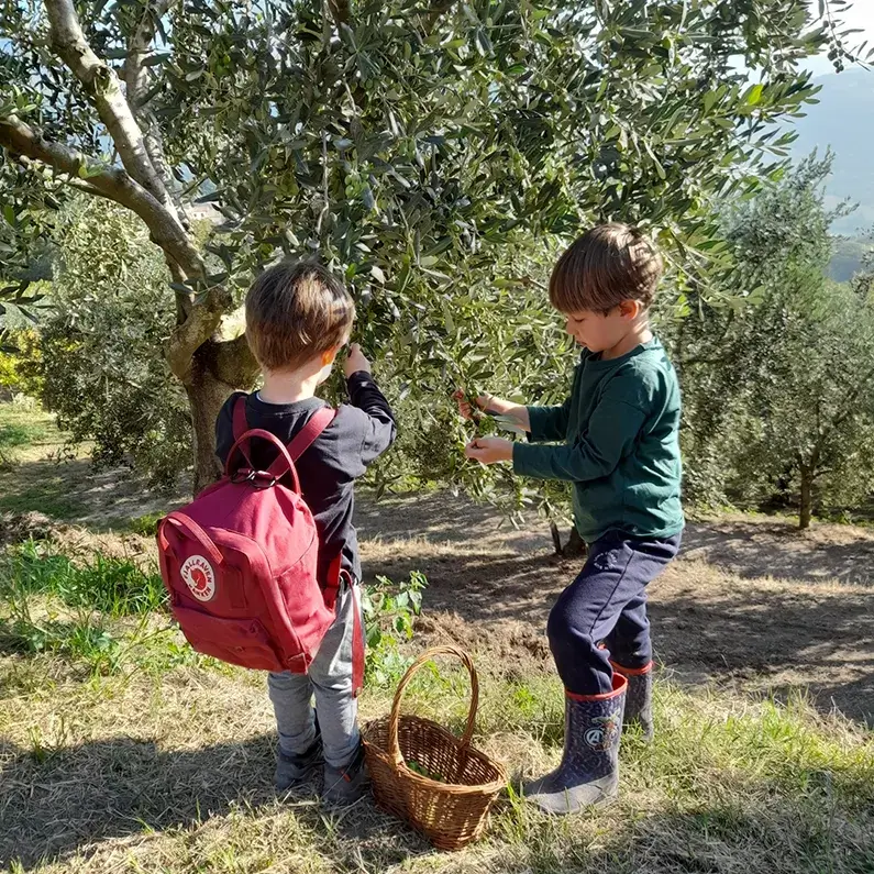 bimbi+olivi-verzen bimbi in visita didattica a uliveti e frantoio Ver-Zen