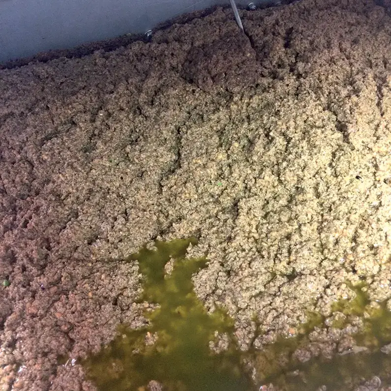 gramolatura-795 pulizia delle olive