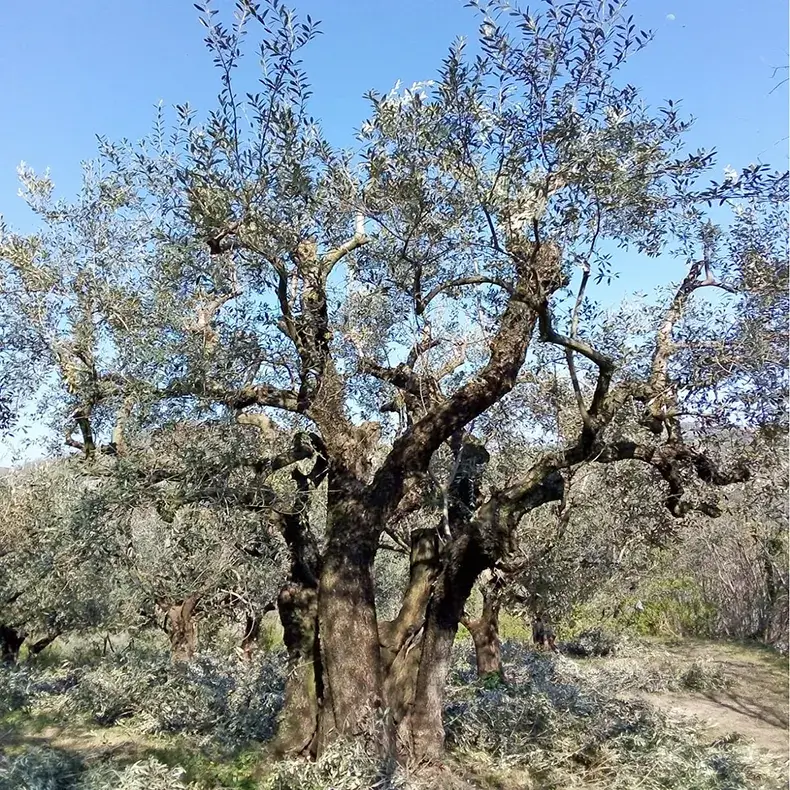 olivo-antico-verzen