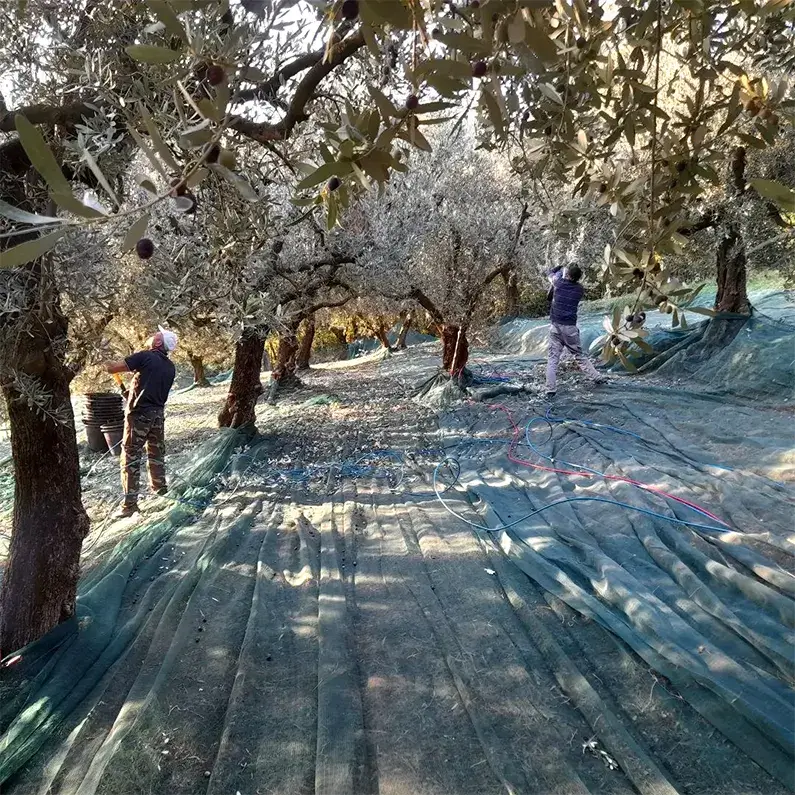 raccolta La raccolta delle olive avviene esclusivamente manualmente con il solo aiuto di agevolatori o abbacchiatori.